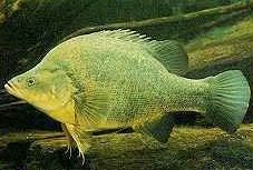 Charleville - Bakers Bend Warrego River Fishing Spot - Maitland Accommodation 2