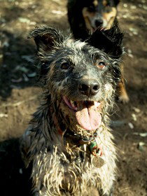 Charleville - 18 Mile Warrego River Fishing - Maitland Accommodation 3