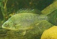 Charleville - 18 Mile Warrego River Fishing - Maitland Accommodation 2