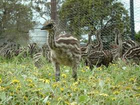 Avenue Emus - Maitland Accommodation 1