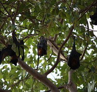 Manngarre Rainforest Walk - Maitland Accommodation