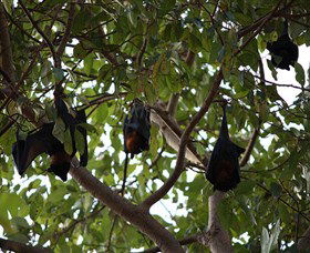 Manngarre Rainforest Walk - Maitland Accommodation 0