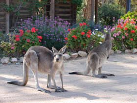 The Pioneer Settlement - Maitland Accommodation 5