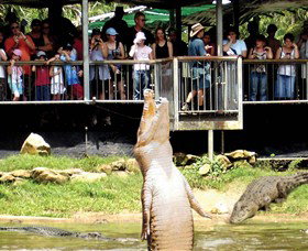 Crocodylus Park - Maitland Accommodation 0