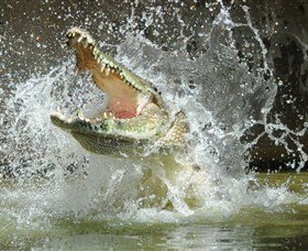 Crocodylus Park - Maitland Accommodation 5