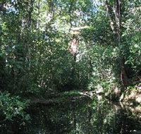 Wabunga Wayemba Charmillan Creek walking track - Maitland Accommodation