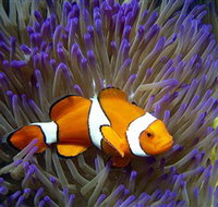 Reef HQ Aquarium - Maitland Accommodation