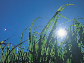 Australian Sugar Industry Museum - Maitland Accommodation 0