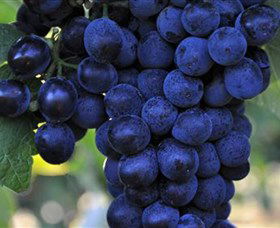 De Bortoli Wines Bilbul - Maitland Accommodation 0