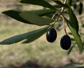 Red Rock Olives - Maitland Accommodation 0