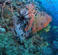 SS Yongala Dive Site - Maitland Accommodation
