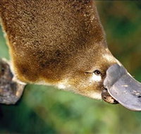 Eungella National Park - Maitland Accommodation