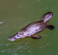 Platypus Viewing at Broken River - Maitland Accommodation