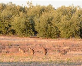 Yarrow Park - Maitland Accommodation 4