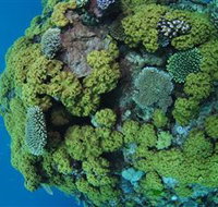 Keeper Reef Dive Site - Maitland Accommodation