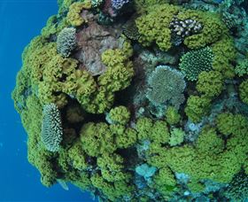 Keeper Reef Dive Site - Maitland Accommodation 0