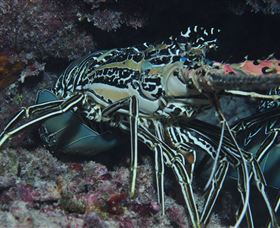 Keeper Reef Dive Site - Maitland Accommodation 2