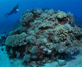 Keeper Reef Dive Site - Maitland Accommodation 1