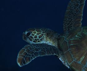 Keeper Reef Dive Site - Maitland Accommodation 3