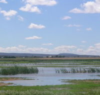 Fivebough Wetlands - Maitland Accommodation