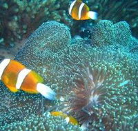 Davies Reef Dive Site - Maitland Accommodation