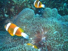 Davies Reef Dive Site - Maitland Accommodation 0