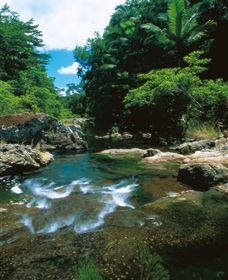 Cedar Creek Falls - Maitland Accommodation 1