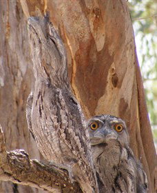 Bird Watching - Maitland Accommodation 0