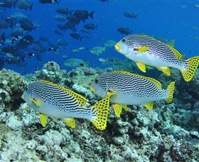 Three Sisters Dive Site - Maitland Accommodation 1