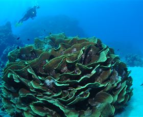 Three Sisters Dive Site - Maitland Accommodation 2