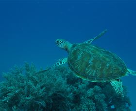 Three Sisters Dive Site - Maitland Accommodation 3