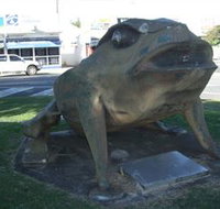 Big Cane Toad - Maitland Accommodation