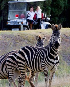 Taronga Western Plains Zoo, Dubbo - Maitland Accommodation 1