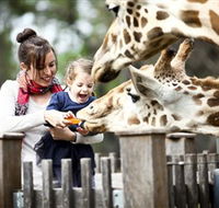 Taronga Western Plains Zoo Dubbo - Maitland Accommodation