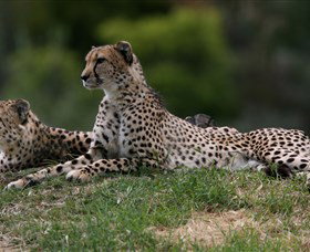 Taronga Western Plains Zoo, Dubbo - Maitland Accommodation 6