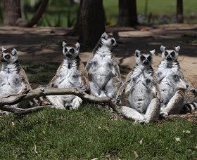 Savannah Visitor Plaza, Taronga Western Plains Zoo Dubbo - Maitland Accommodation 0