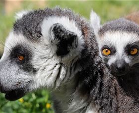 Savannah Visitor Plaza, Taronga Western Plains Zoo Dubbo - Maitland Accommodation 1