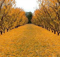 Sun Country on the Murray Farm Gate Trail - Maitland Accommodation