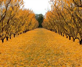 Sun Country On The Murray Farm Gate Trail - Maitland Accommodation 0
