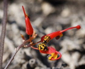Fitzgerald Biosphere - Maitland Accommodation 0