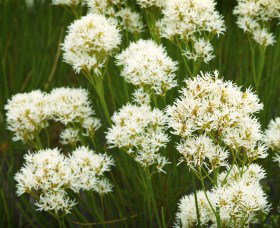 Fitzgerald Biosphere - Maitland Accommodation 2