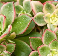 Billabong Garden Complex  Cafe - Maitland Accommodation