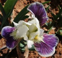 Sunshine Iris Nursery - Maitland Accommodation