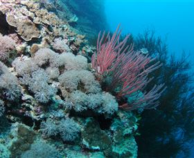 Stepping Stones Dive Site - Maitland Accommodation 1