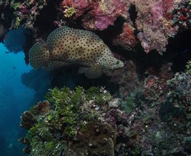 Stepping Stones Dive Site - Maitland Accommodation 2