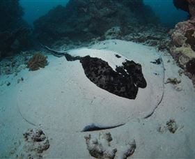 Stepping Stones Dive Site - Maitland Accommodation 3