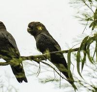 Conimbla National Park - Maitland Accommodation