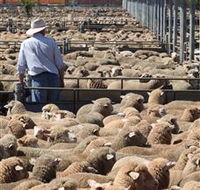 Livestock Marketing Centre - Maitland Accommodation