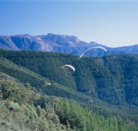 Buffalo Brewery - Maitland Accommodation