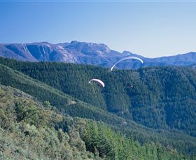 Buffalo Brewery - Maitland Accommodation 0